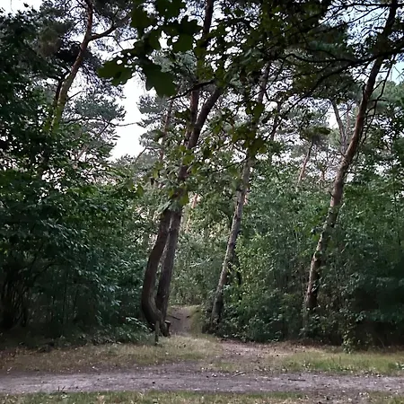Boszicht Stramproy